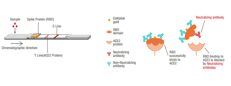 2019-NCOV中和抗体原理